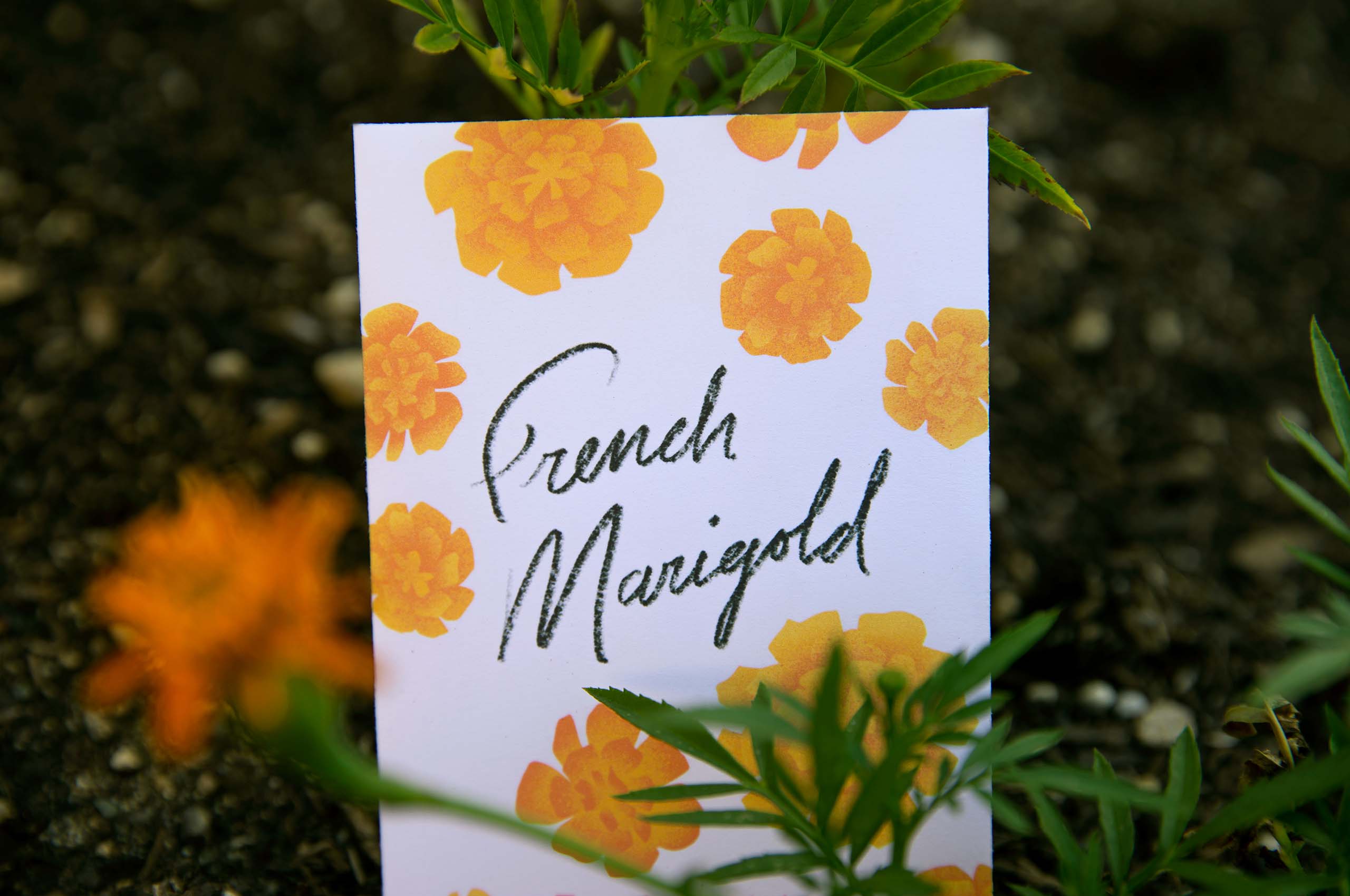 French Marigold seed packet design