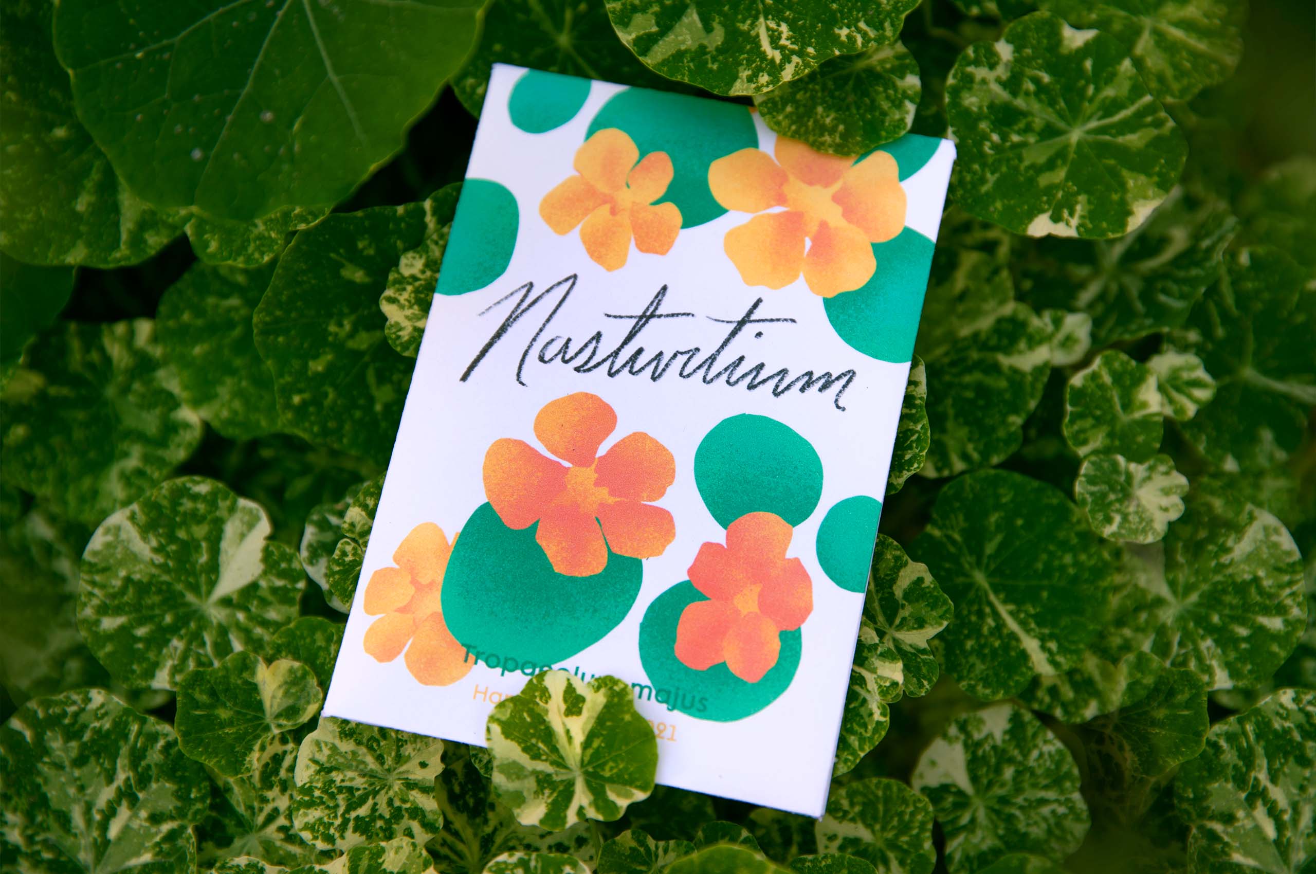 Nasturtium illustration and seed packet design